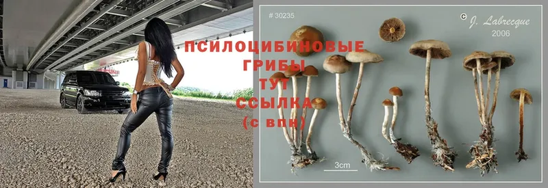 Галлюциногенные грибы Psilocybe  магазин  наркотиков  Зубцов 